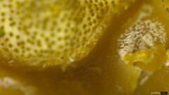 Trichoderma