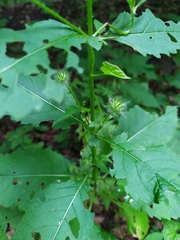 Dipsacus pilosus
