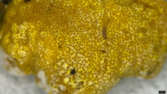 Trichoderma