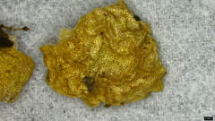 Trichoderma