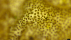 Trichoderma