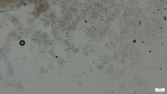 Trichoderma