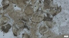 Trichoderma