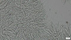 Trichoderma