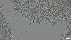 Trichoderma