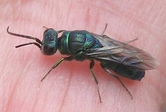 Chrysis ignita