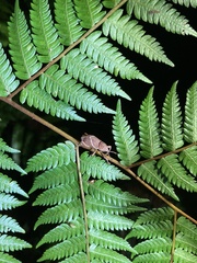 Cryptoderma formosense