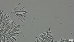 Trichoderma