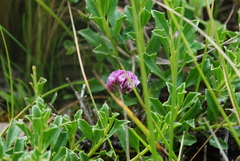Trifolium amabile