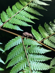 Cryptoderma formosense