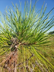 Pinus elliottii