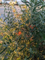 Sphaeralcea angustifolia
