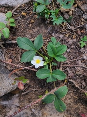 Fragaria virginiana