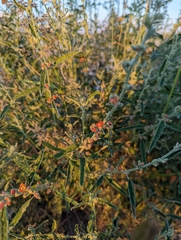 Sphaeralcea angustifolia