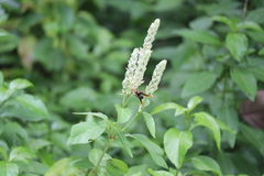 Delta pyriforme circinale