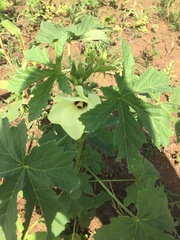 Abelmoschus esculentus