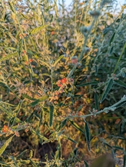 Sphaeralcea angustifolia