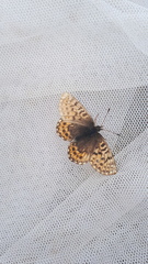 Boloria freija