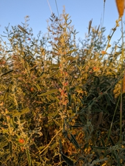 Sphaeralcea angustifolia