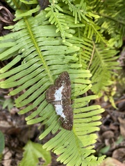 Gerosis phisara