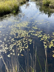 Potamogeton natans