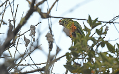 Leptosittaca branickii