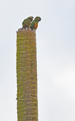 Leptosittaca branickii