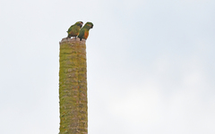 Leptosittaca branickii