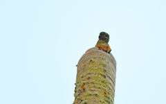 Leptosittaca branickii