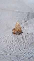 Boloria freija