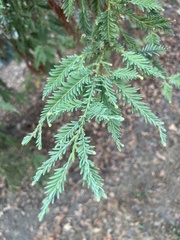 Sequoia
