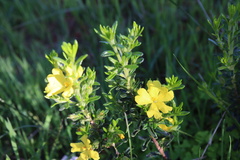 Hibbertia sericea