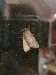 Archips grisea