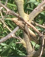 Schistocerca americana