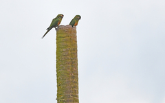 Leptosittaca branickii