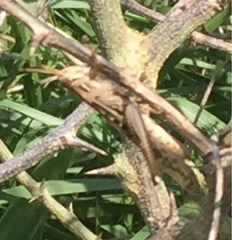 Schistocerca americana