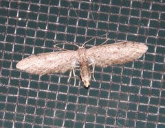 Euacidalia brownsvillea