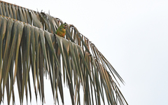 Leptosittaca branickii