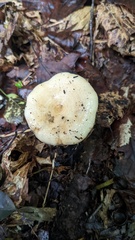 Russulaceae