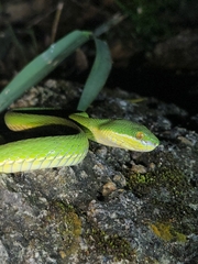 Trimeresurus albolabris