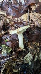 Russulaceae