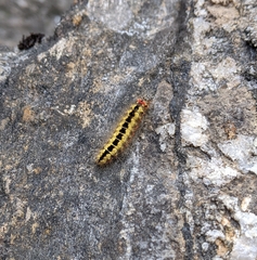 Acronicta euphorbiae