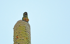 Leptosittaca branickii