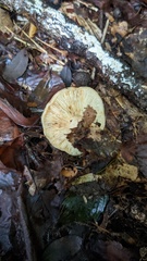 Russulaceae