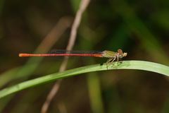 Ceriagrion aeruginosum