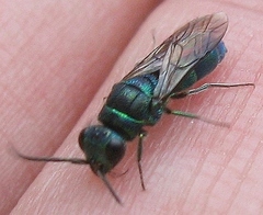 Chrysis ignita
