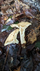 Russulaceae