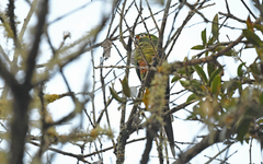 Leptosittaca branickii