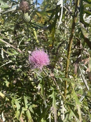 Cirsium discolor