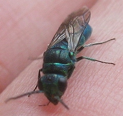 Chrysis ignita